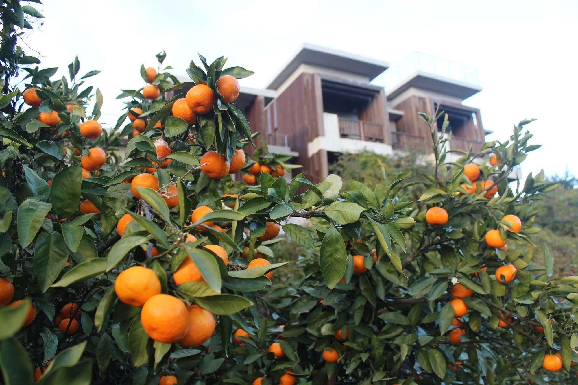 Jeju Eco Suites Seogwipo Exterior foto